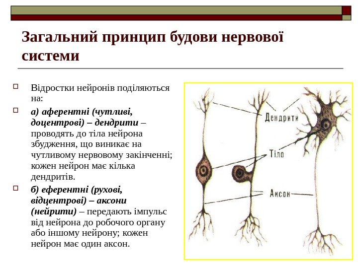 Загальний принцип будови нервової системи Відростки нейронів поділяються на:  а) аферентні (чутливі, 