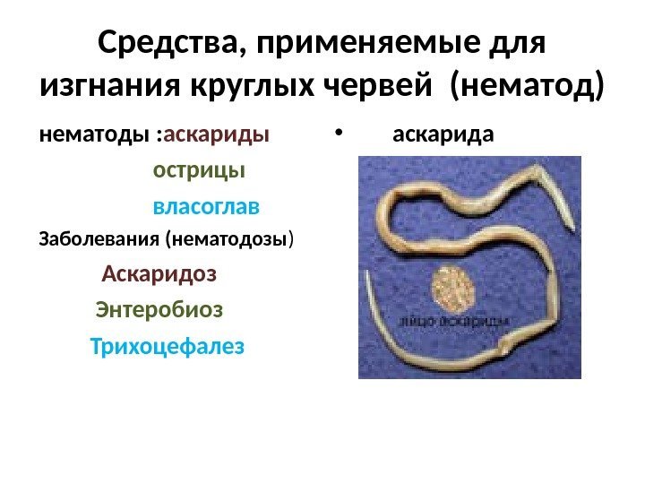 Средства, применяемые для изгнания круглых червей (нематод) нематоды : аскариды    острицы
