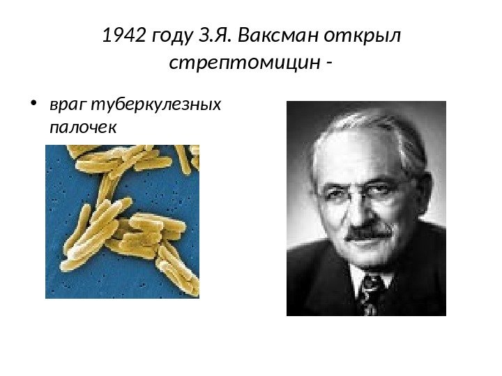 1942 году З. Я. Ваксман открыл стрептомицин - • враг туберкулезных палочек 