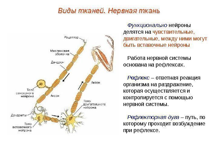 Функционально нейроны делятся на чувствительные,  двигательные, между ними могут быть вставочные нейроны Работа