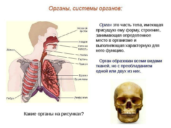 Орган это часть тела, имеющая присущую ему форму, строение,  занимающая определенное место в