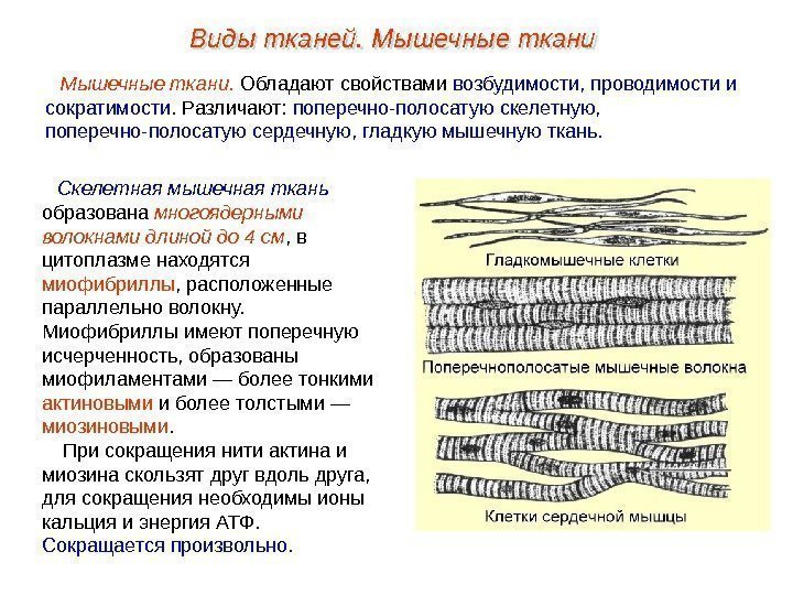 Скелетная мышечная ткань  образована многоядерными волокнами длиной до 4 см , в цитоплазме