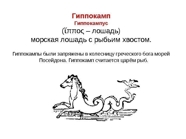 Гиппокампус  ( πποςἵ – лошадь)  морская лошадь с рыбьим хвостом.  Гиппокампы