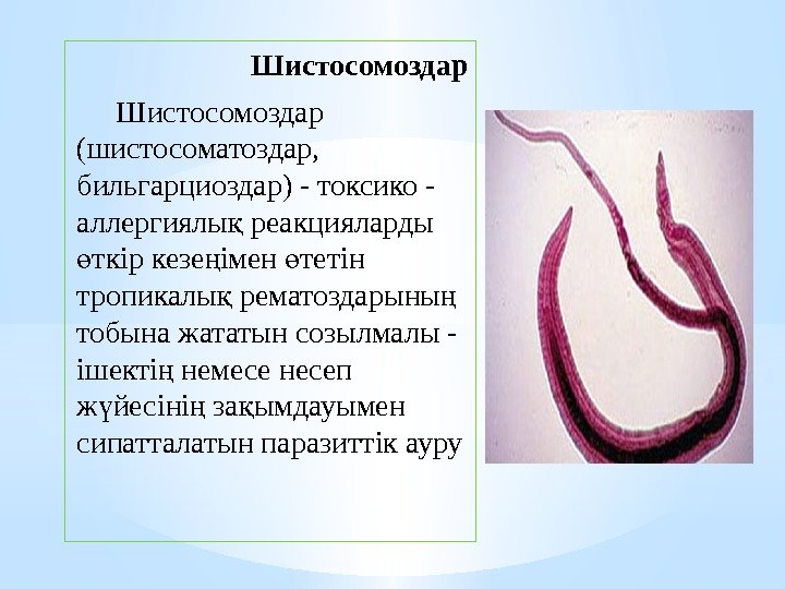 Шистосомоздар (шистосоматоздар,  бильгарциоздар) - токсико - аллергиялы реакцияларды қ ткiр кезе імен тетін