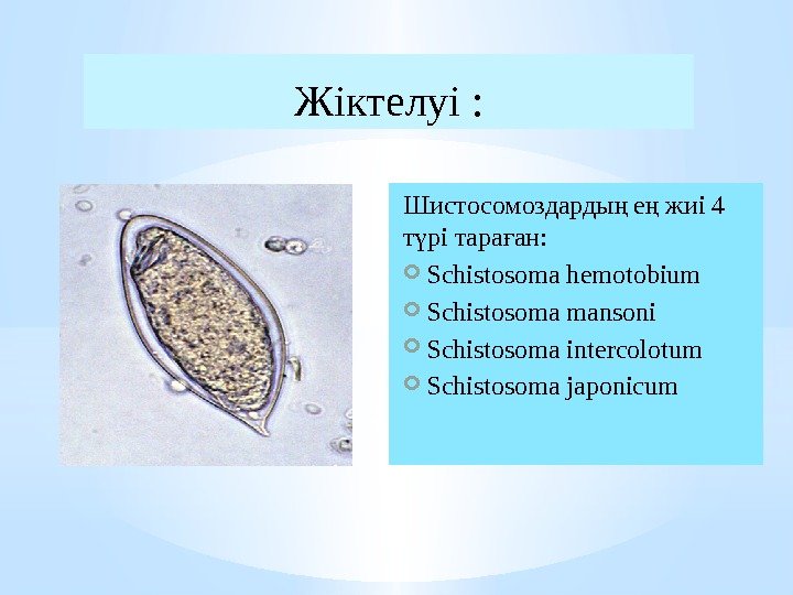 Шистосомоздарды е жиі 4 ң ң т рі тара ан: ү ғ Schistosoma hemotobium