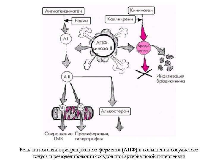Роль ангиотензинпревращающего фермента (АПФ) в повышении сосудистого тонуса и ремоделировании сосудов при артериальной гипертензии