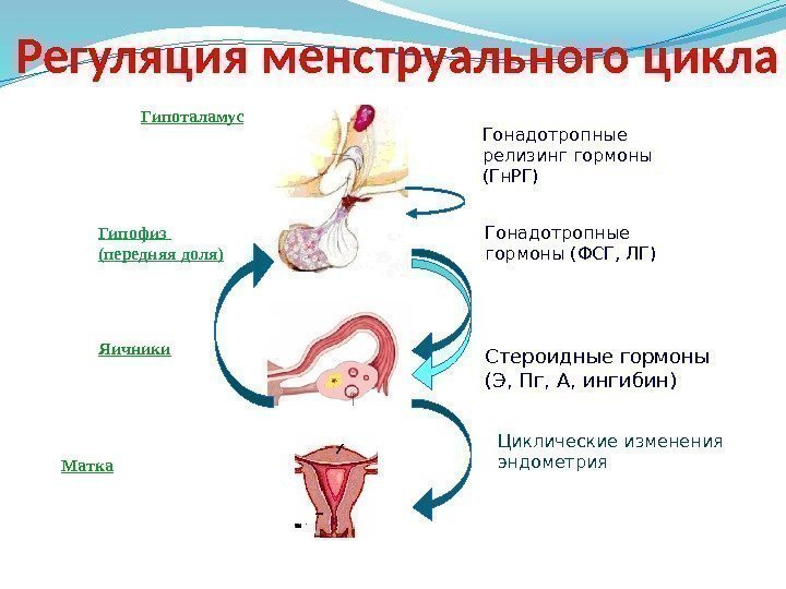 Гипоталамус Гипофиз (передняя доля) Яичники Гонадотропные релизинг гормоны (Гн. РГ)  Гонадотропные гормоны (ФСГ,