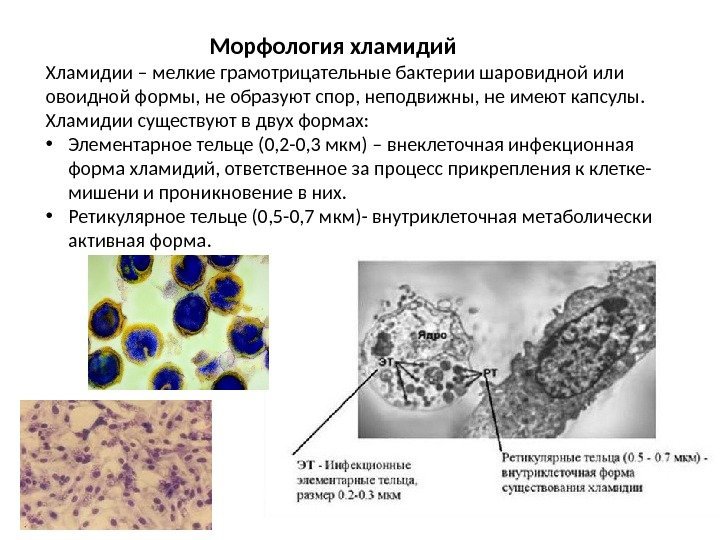 Оральный хламидиоз фото