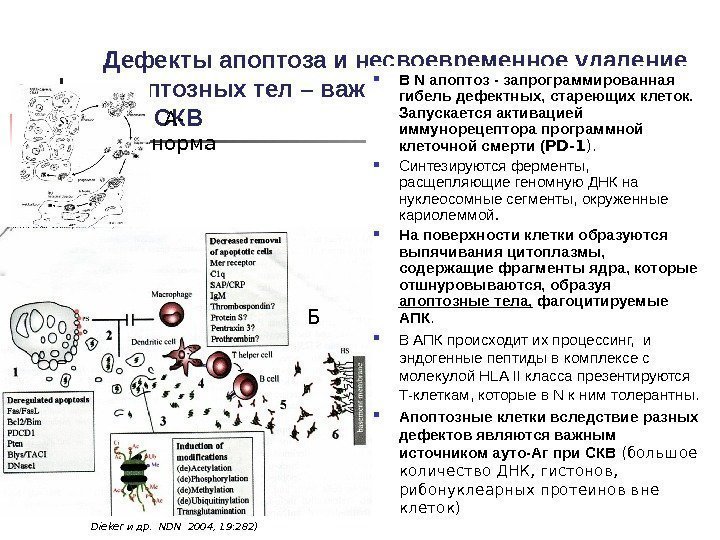 Дефекты апоптоза и несвоевременное удаление апоптозных тел – важная причина появления АНА при СКВ