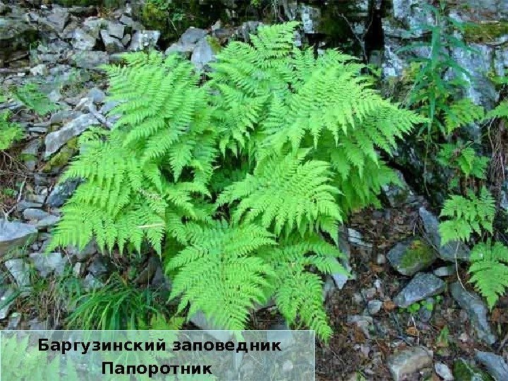  Баргузинский заповедник Папоротник 