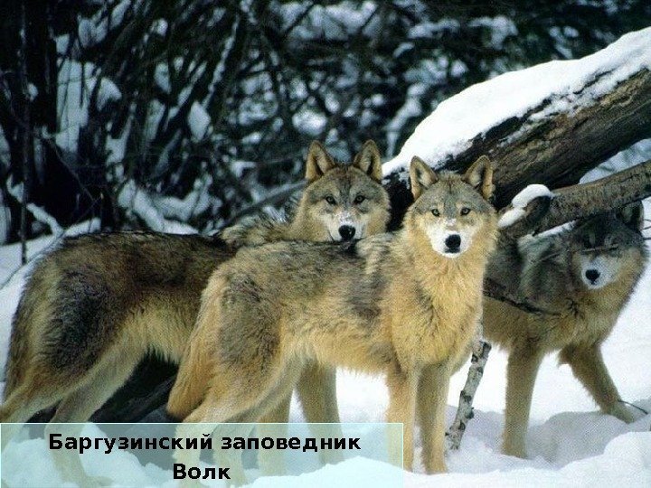  Баргузинский заповедник Волк 