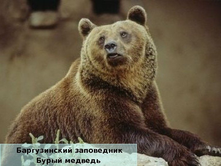  Баргузинский заповедник Бурый медведь 