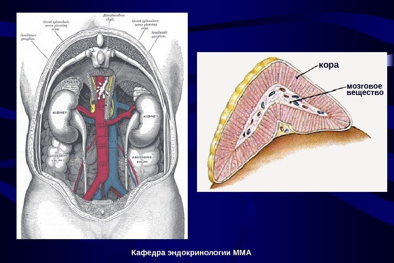 Кафедра эндокринологии ММА кора мозговое вещество 