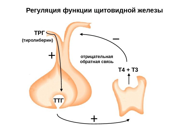 Регуляция функции щитовидной железы ТТГТРГ Т 4 + Т 3(тиролиберин) отрицательная обратная связь ++