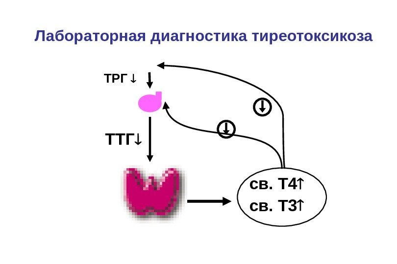 Лабораторная диагностика тиреотоксикоза ТРГ  ТТГ св. Т 4  св. Т 3 