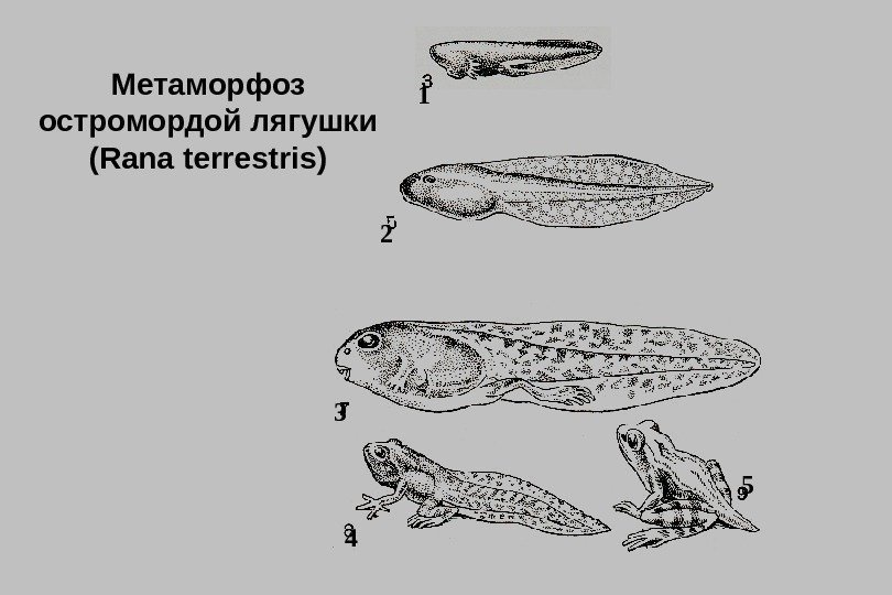 1 2 3 4 5 Метаморфоз остромордой лягушки ( Rana terrestris) 