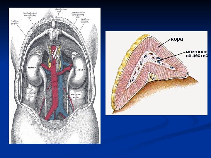   кора мозговое вещество 