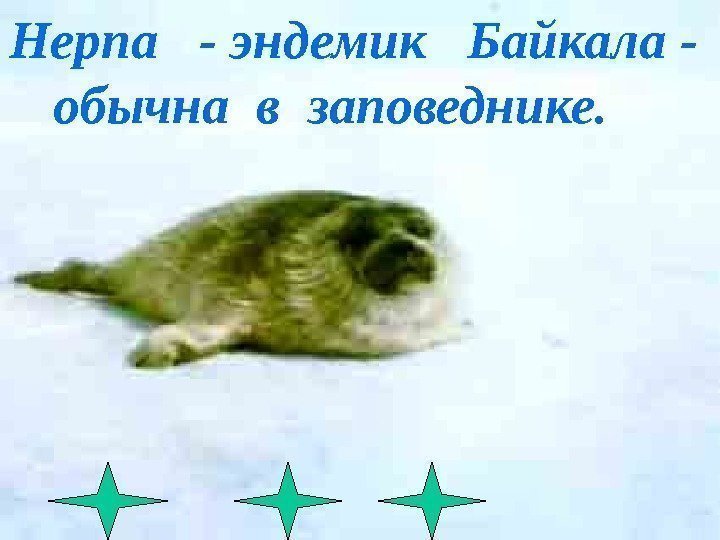 Нерпа  - эндемик  Байкала -  обычна в заповеднике.  
