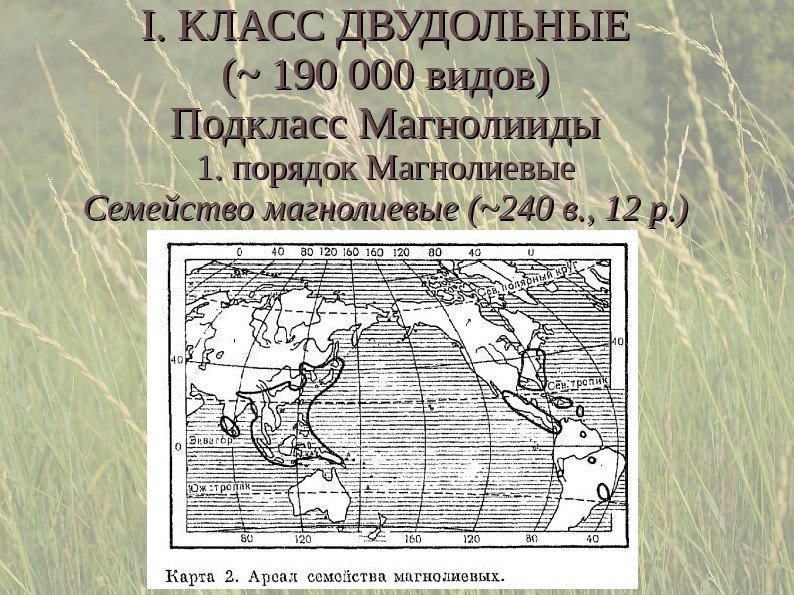 I. КЛАСС ДВУДОЛЬНЫЕ (~ 190 000 видов) Подкласс Магнолииды 1. порядок Магнолиевые Семейство магнолиевые