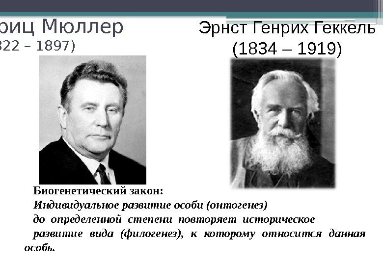  Фриц Мюллер (1822 – 1897) Эрнст Генрих Геккель (1834 – 1919) Биогенетический закон: