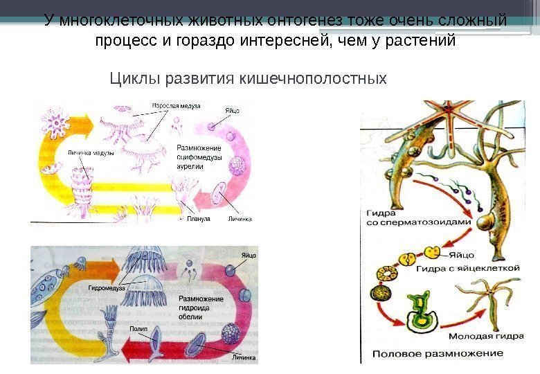 У многоклеточных животных онтогенез тоже очень сложный процесс и гораздо интересней, чем у растений