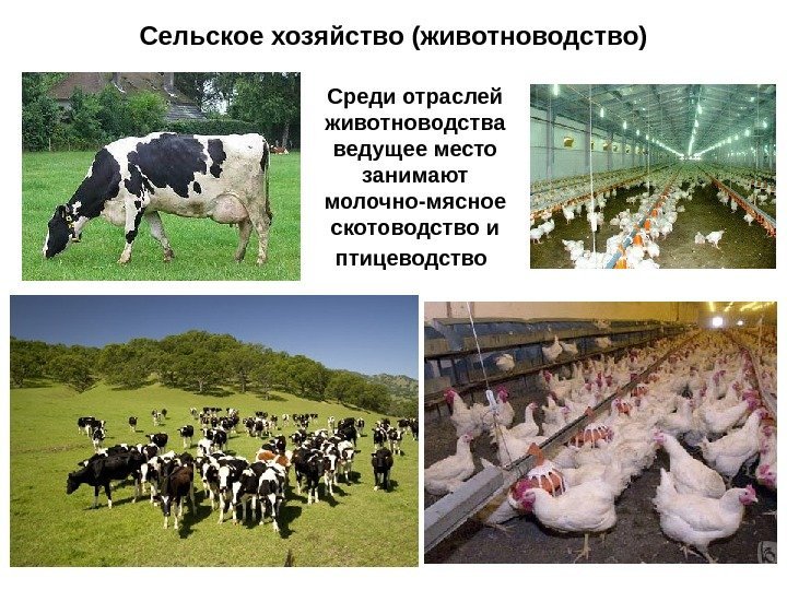 Сельское хозяйство (животноводство) Среди отраслей животноводства ведущее место занимают молочно-мясное скотоводство и птицеводство 