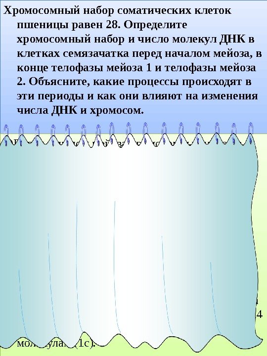 Хромосомный набор соматических клеток пшеницы равен 28. Определите хромосомный набор и число молекул ДНК