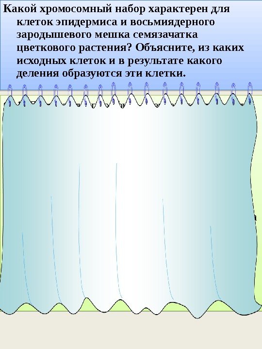 Какой хромосомный набор характерен для клеток эпидермиса и восьмиядерного зародышевого мешка семязачатка цветкового растения?