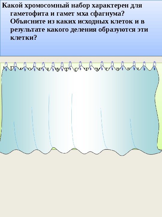 Какой хромосомный набор характерен для гаметофита и гамет мха сфагнума?  Объясните из каких