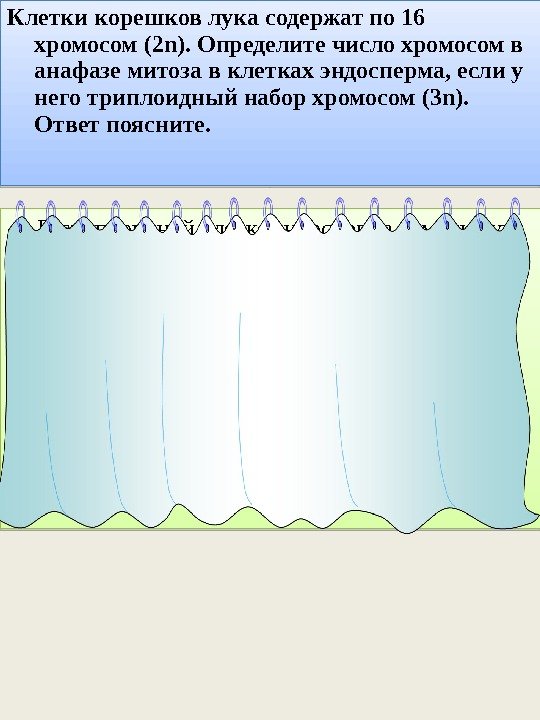 Клетки корешков лука содержат по 16 хромосом (2 n). Определите число хромосом в анафазе