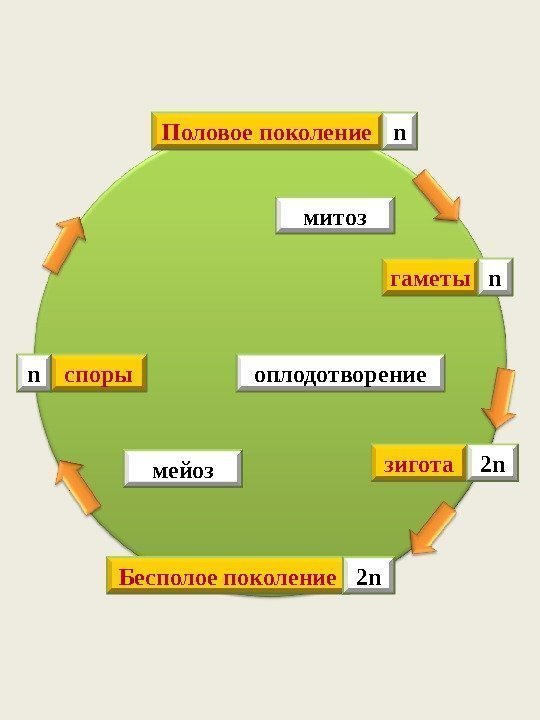 Половое поколение n митоз гаметы n оплодотворение зигота 2 n Бесполое поколение 2 nмейозспорыn