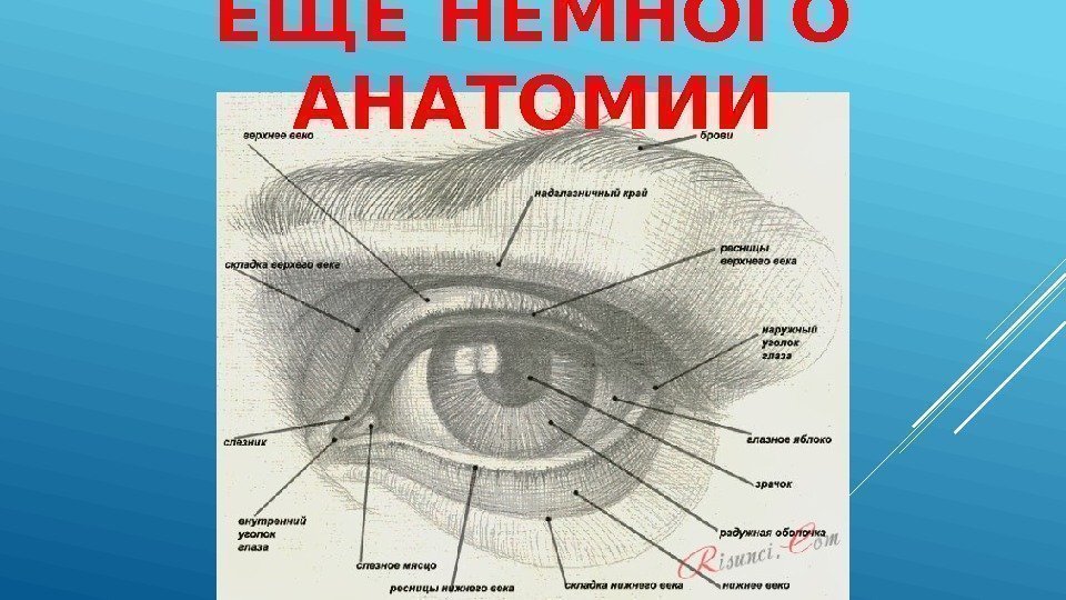 Соответствие между функциями глаза и оболочкой. Глаз для презентации. Конвергенция глаз это презентация.