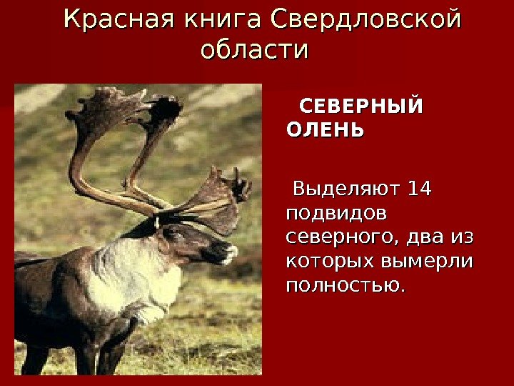 Красная книга Свердловской области   СЕВЕРНЫЙ ОЛЕНЬ  Выделяют 14 подвидов северного, два