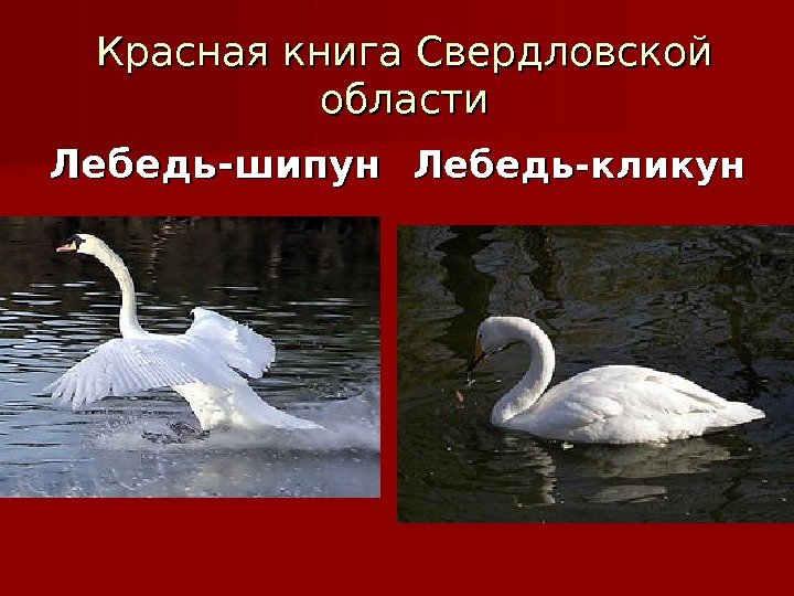 Красная книга Свердловской области Лебедь-шипун Лебедь-кликун 