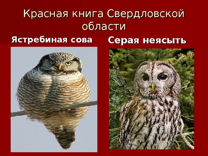 Красная книга Свердловской области Ястребиная сова Серая неясыть 