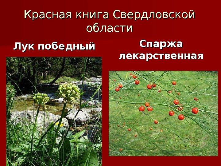 Красная книга Свердловской области Лук победный Спаржа лекарственная 