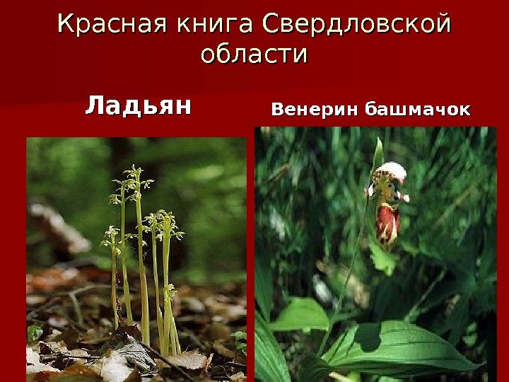 Красная книга Свердловской области Ладьян Венерин башмачок 