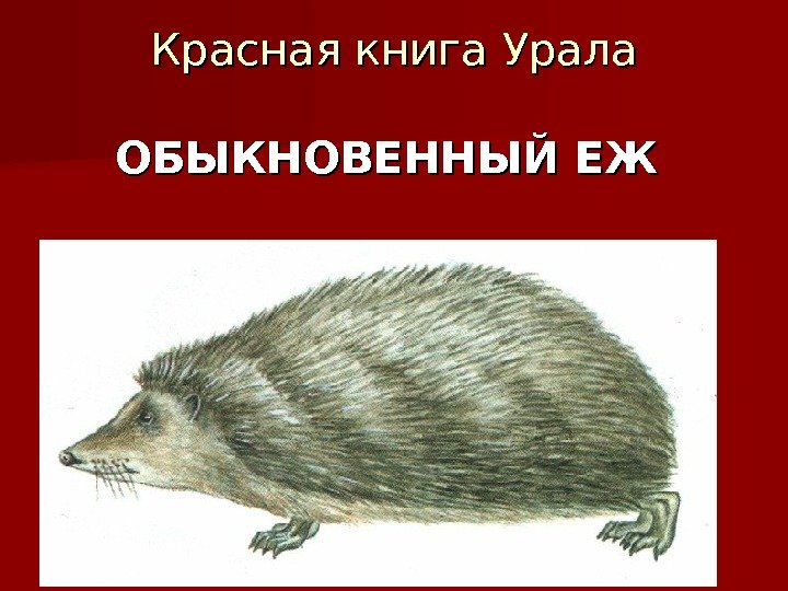 Красная книга Урала ОБЫКНОВЕННЫЙ ЕЖ 
