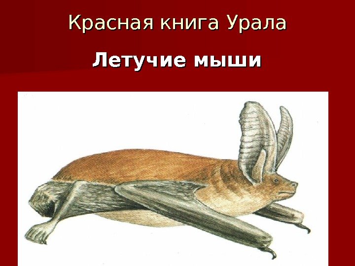 Красная книга Урала Летучие мыши 