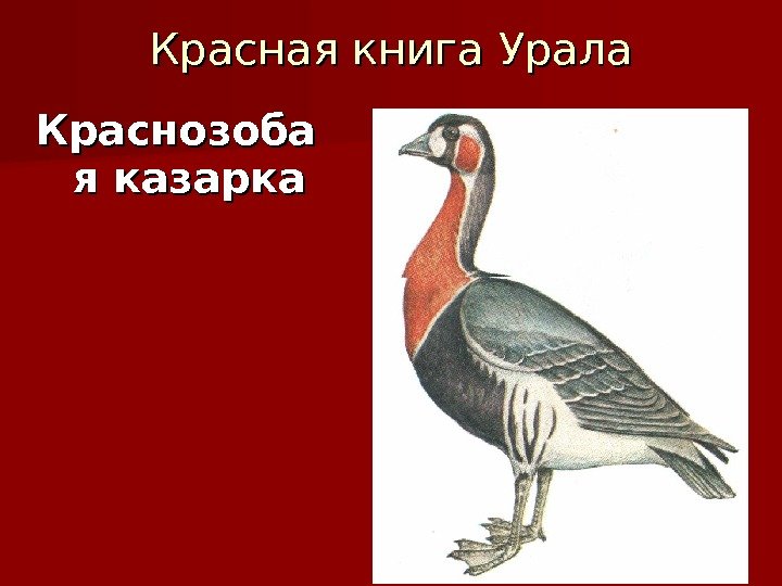Красная книга Урала Краснозоба я казарка 