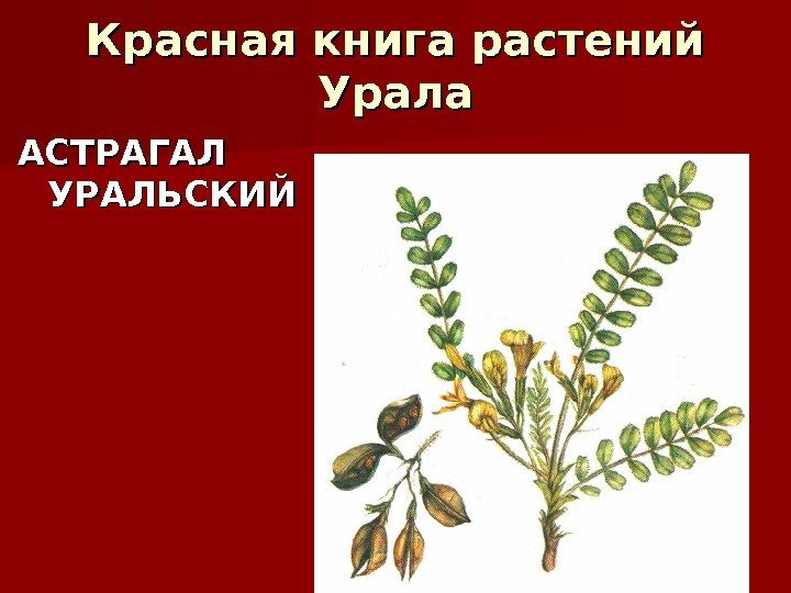 Красная книга растений Урала АСТРАГАЛ УРАЛЬСКИЙ 