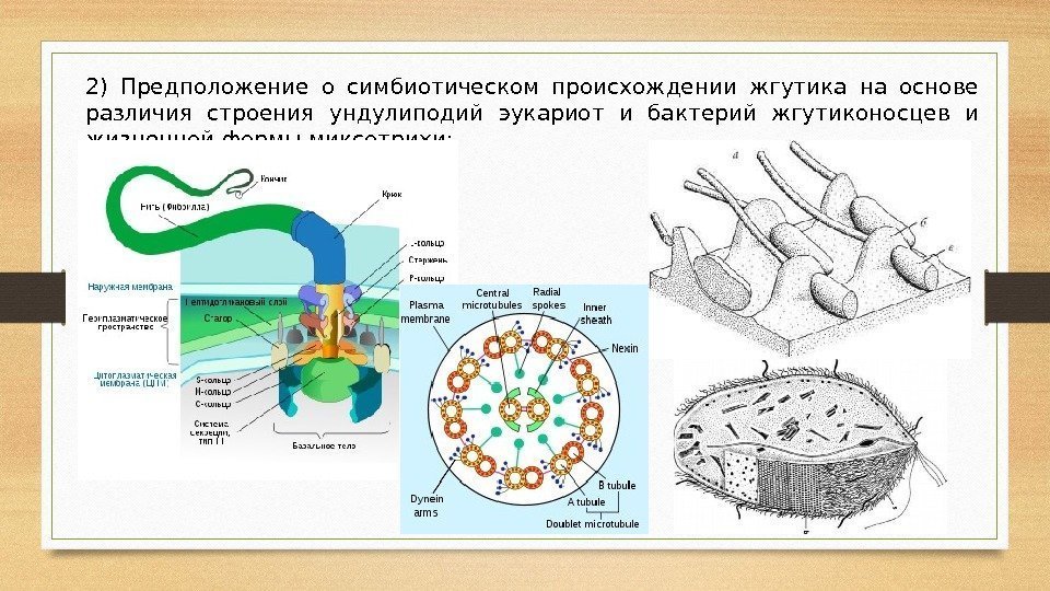 Какой цифрой на рисунке обозначена структура состоящая из большого числа хрящевых полуколец