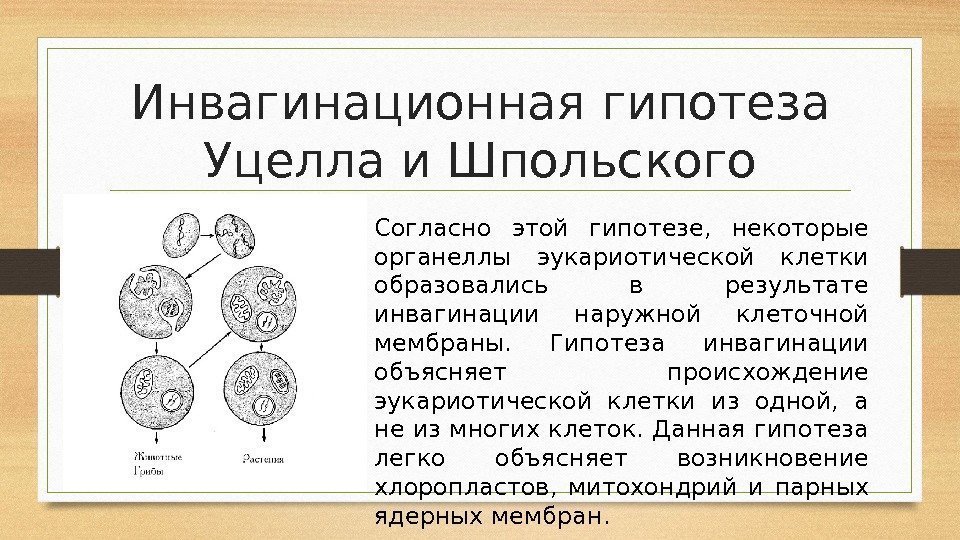 Какая гипотеза происхождения эукариотической клетки показана на рисунке