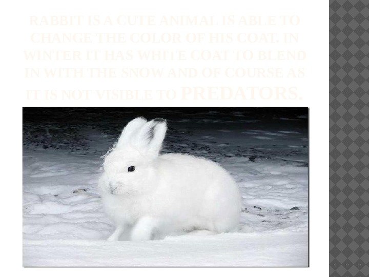RABBIT IS A CUTE ANIMAL IS ABLE TO CHANGE THE COLOR OF HIS COAT.