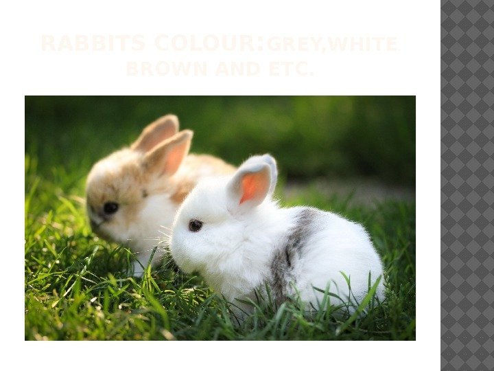 RABBITS COLOUR : GREY, WHITE ,  BROWN AND ETC.  
