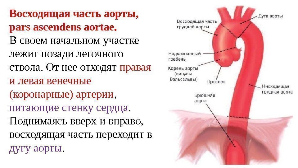 Восходящая часть аорты,  pars ascendens aortae.  В своем начальном участке лежит позади