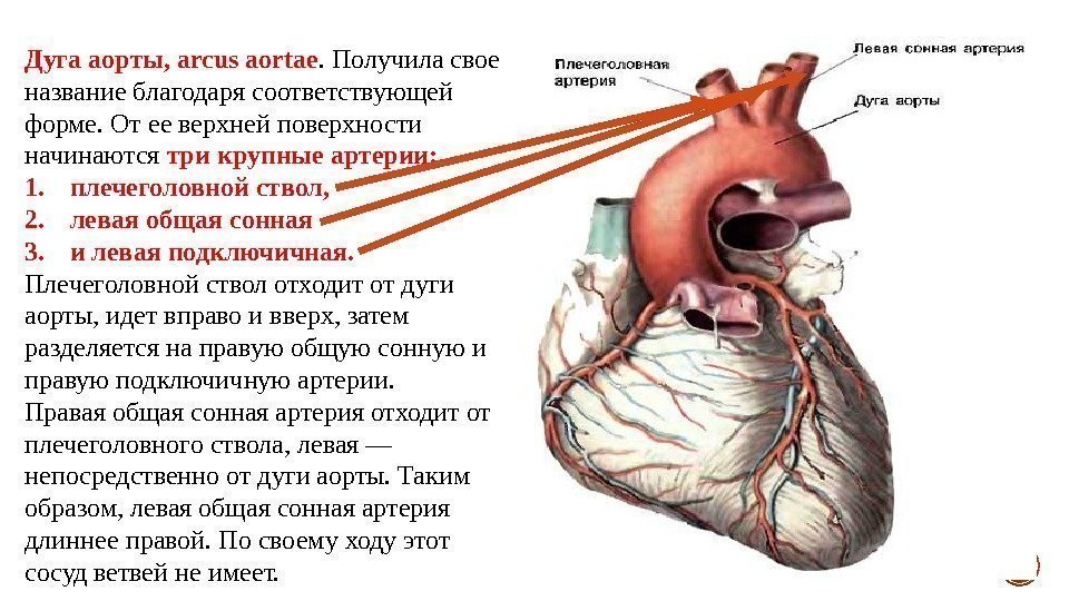 Дуга аорты, arcus aortae. Получила свое название благодаря соответствующей форме. От ее верхней поверхности