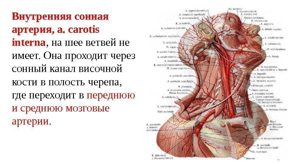 Внутренняя сонная артерия, a. carotis interna , на шее ветвей не имеет. Она проходит
