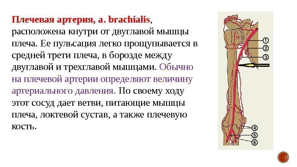 Плечевая артерия, a. brachialis ,  расположена кнутри от двуглавой мышцы плеча. Ее пульсация