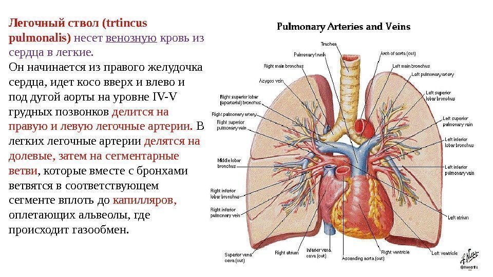 Легочный ствол (trtincus pulmonalis) несет венозную кровь из сердца в легкие. Он начинается из